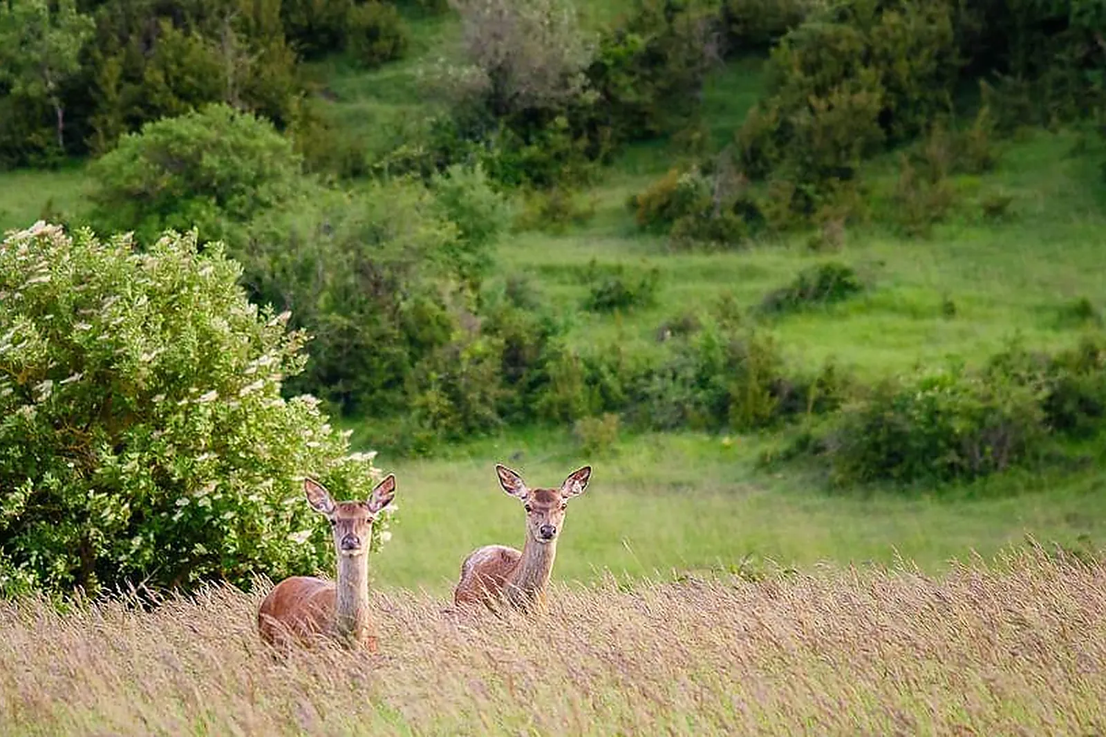 Lieux événementiels, LE SCARLETT