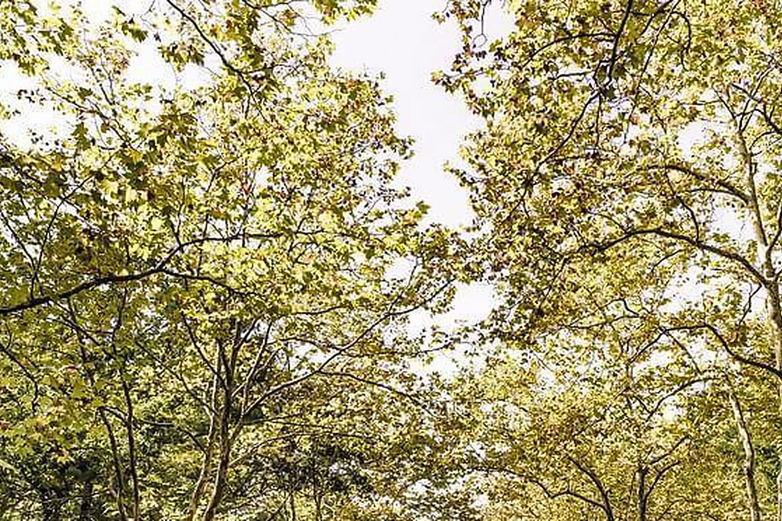 Lieux événementiels, LA PIERRE PRÉCIEUSE