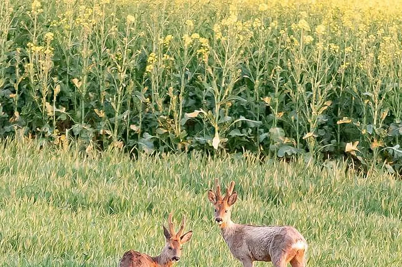 Lieux événementiels, DOMAINE DU KELENN