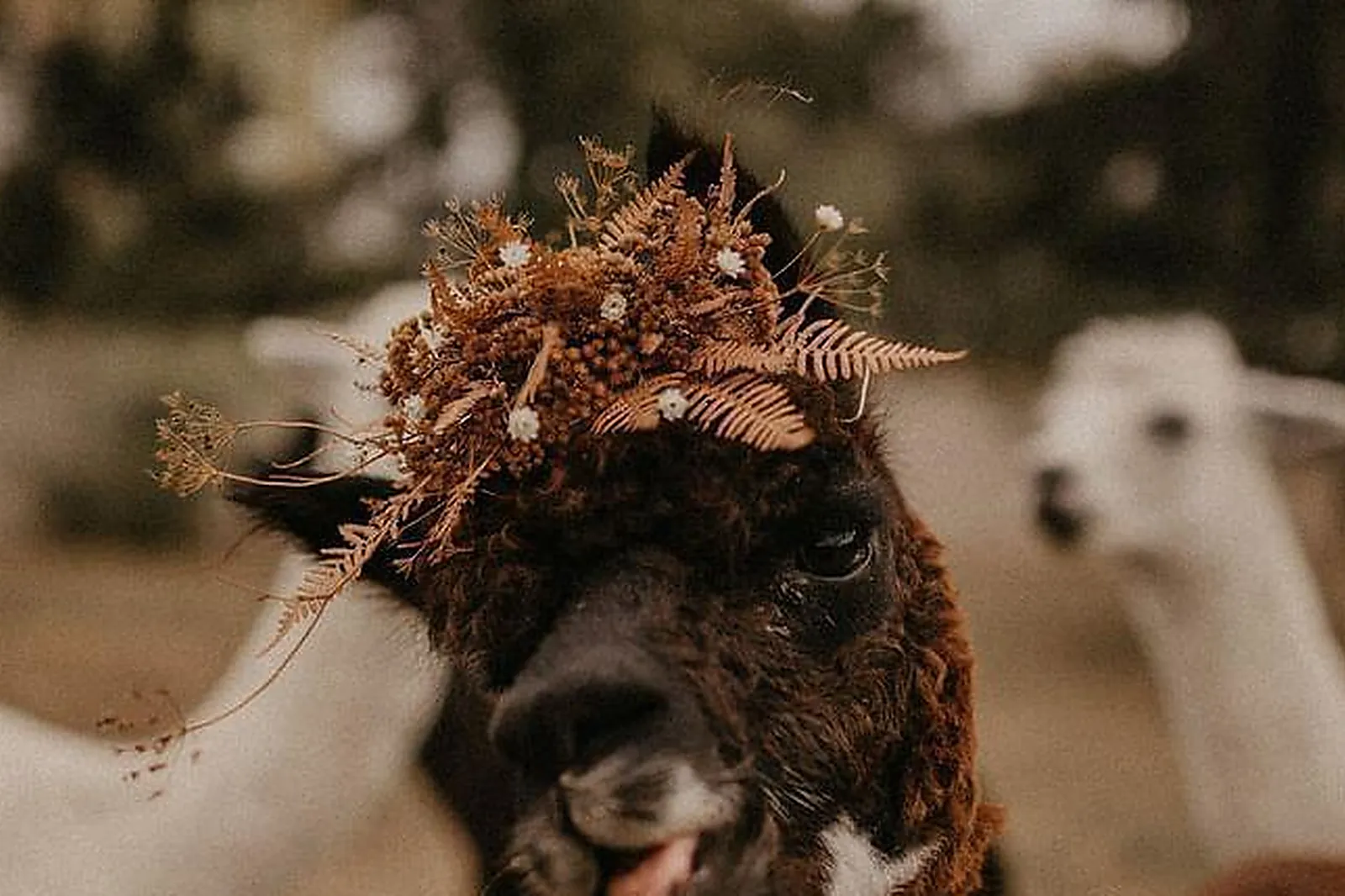 Lieux événementiels, FERME DU PRIEURÉ