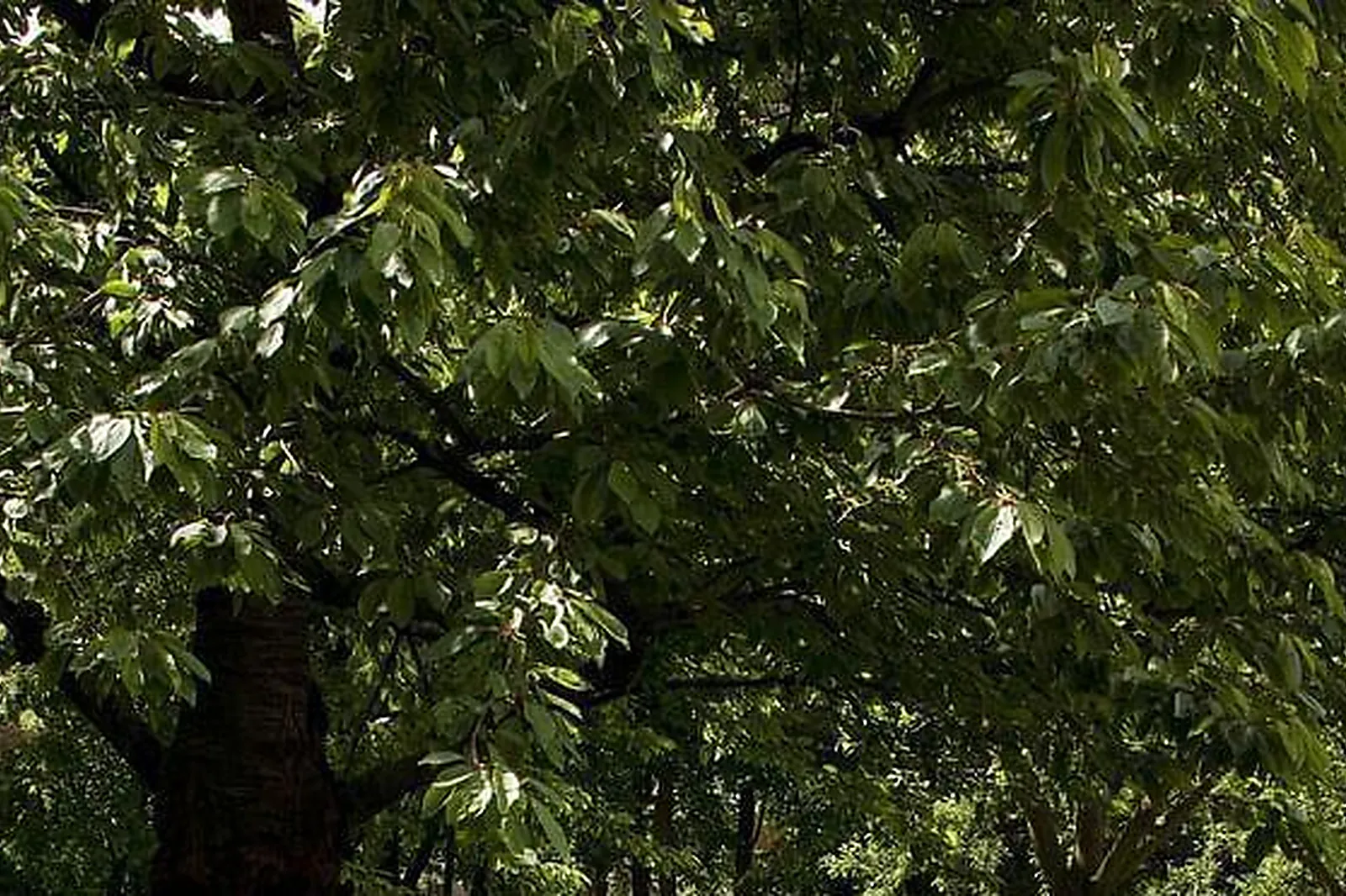 Lieux événementiels, NICE OUEST FERBER