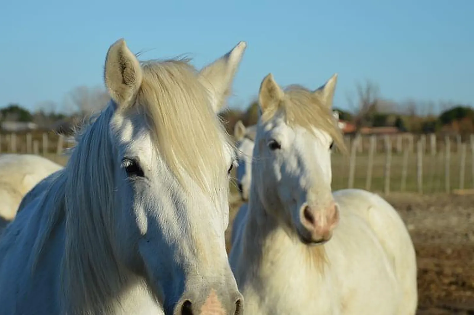 Lieux événementiels, HÔTEL SAINT-LOUIS | AIGUES-MORTES | CAMARGUE