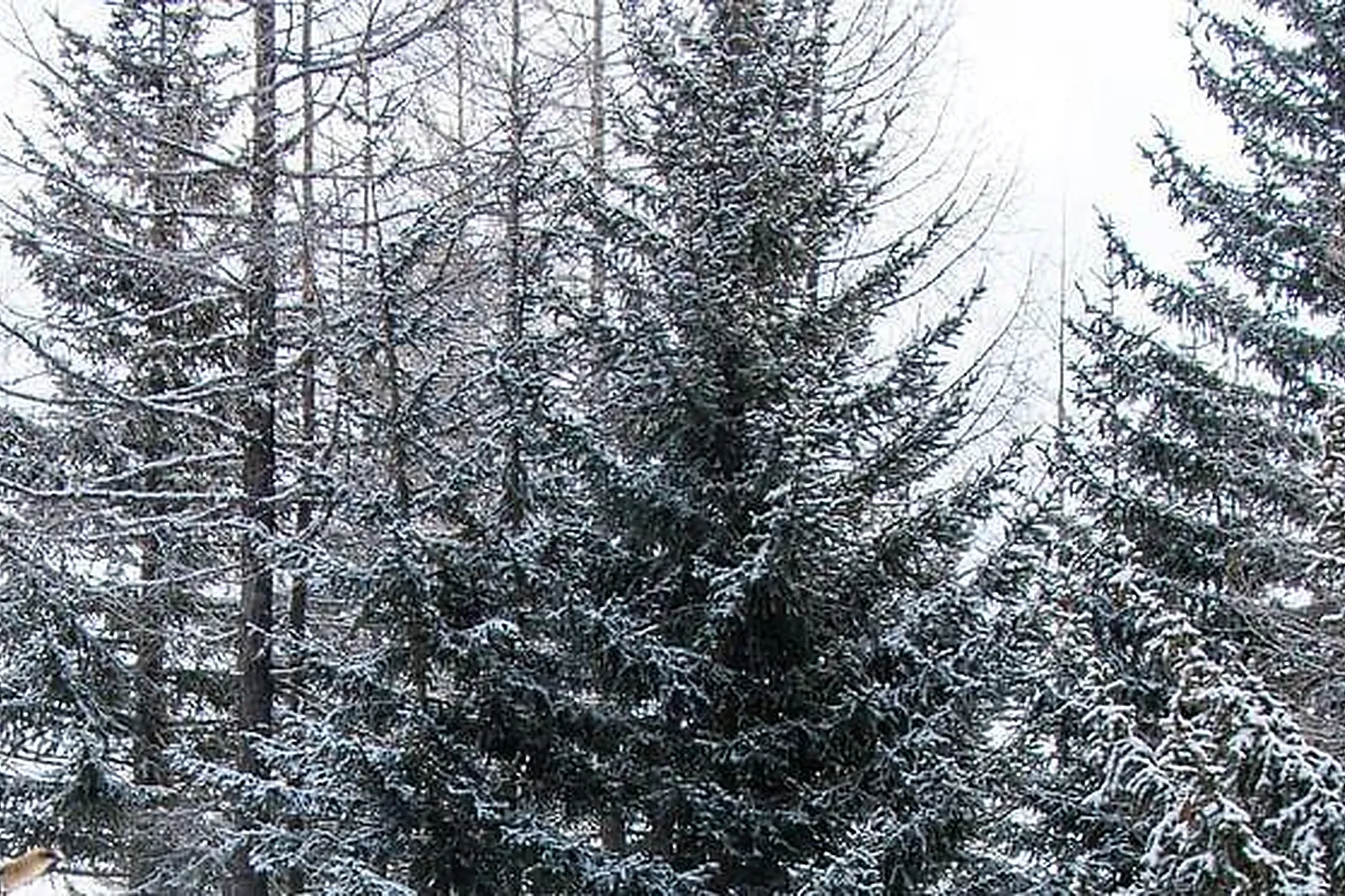 Lieux événementiels, ILY HOTELS LA ROSIERE ****