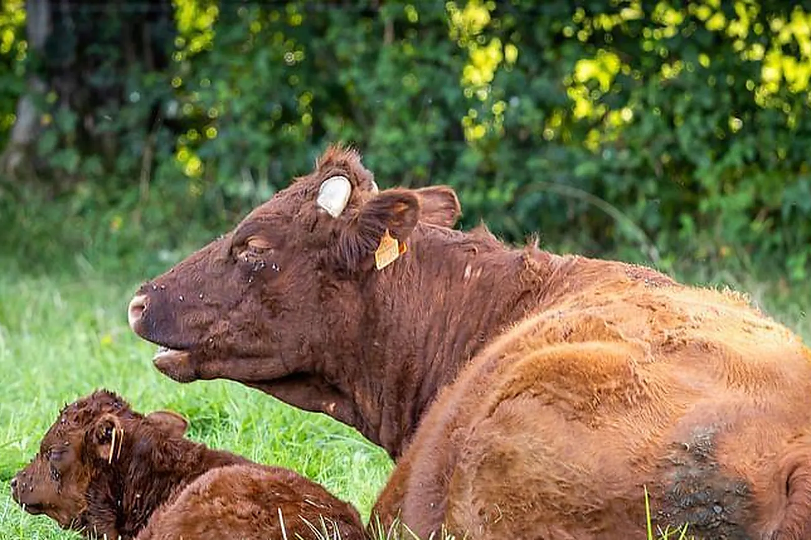 Lieux événementiels, L'ETABLE DES MAUGES