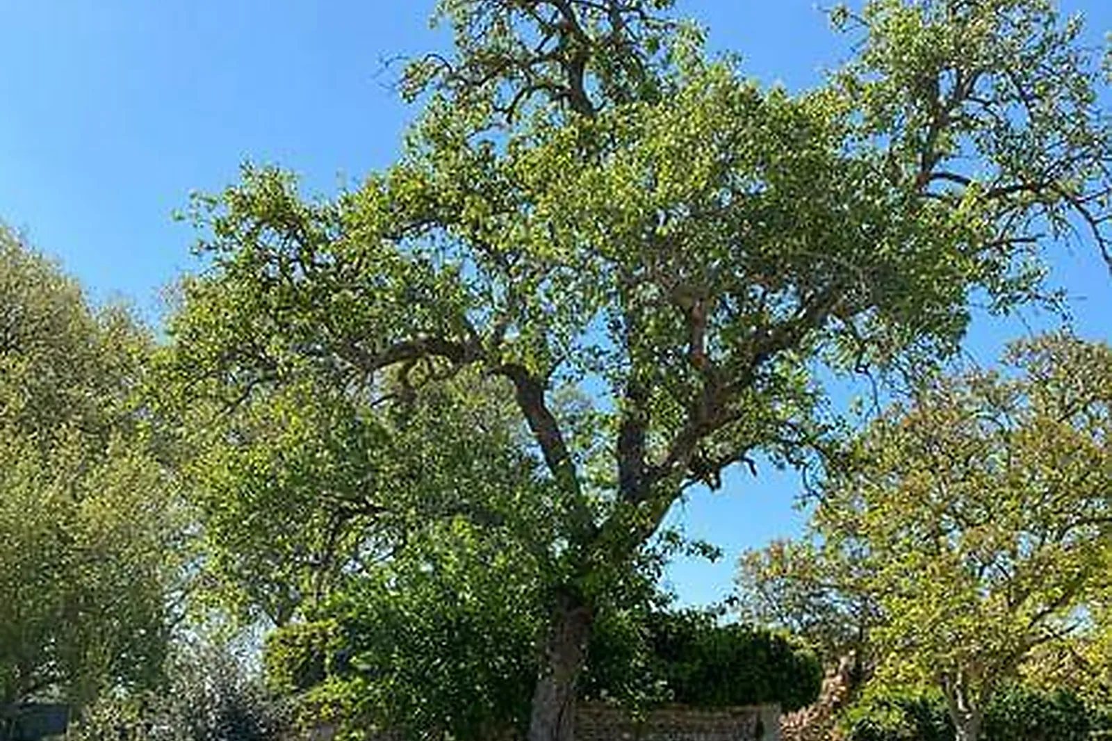 Lieux événementiels, L'ORANGERIE DES DEMOISELLES