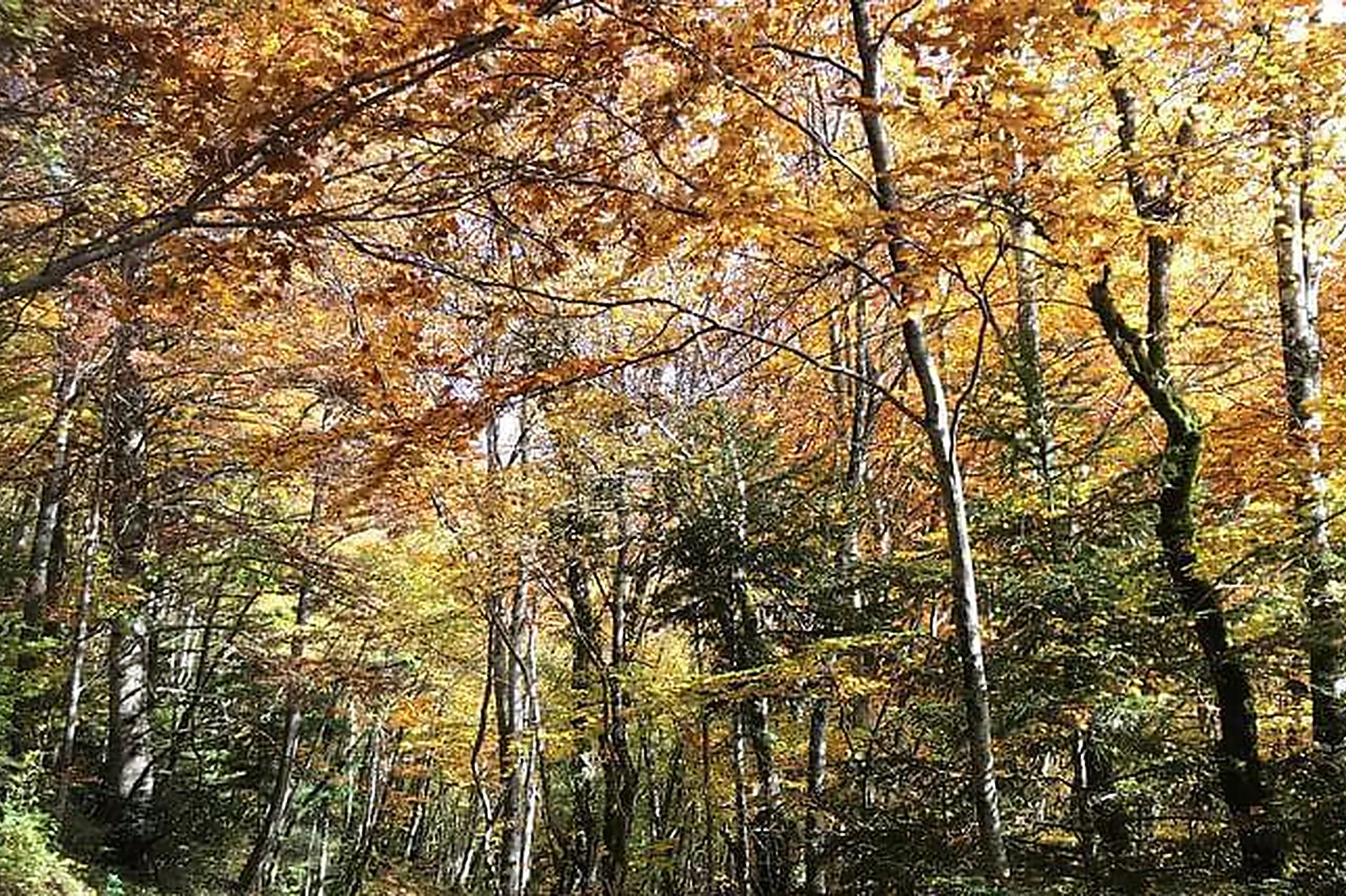 Lieux événementiels, LA TOUR D'ONCIN