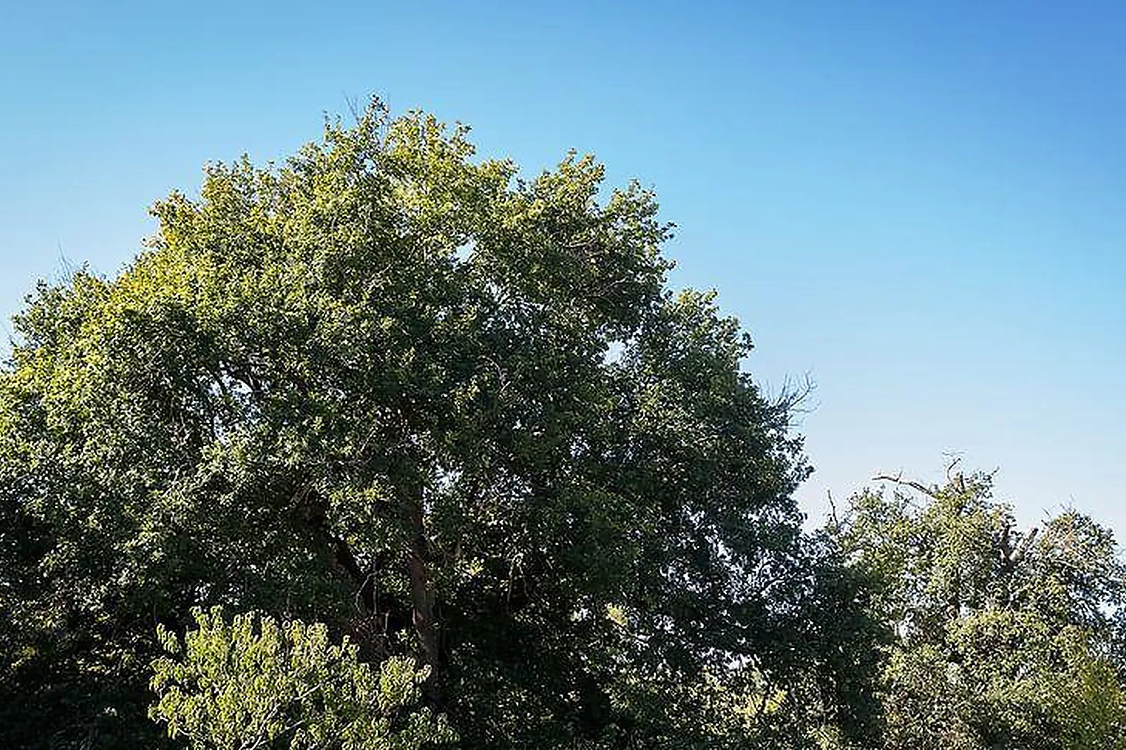 Lieux événementiels, LAPLA