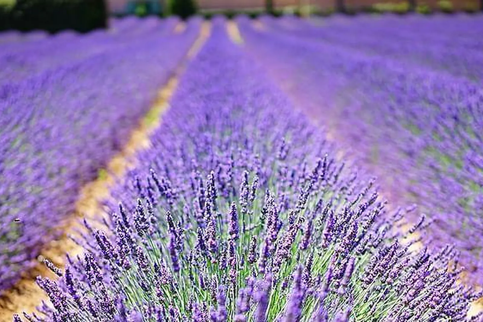 Lieux événementiels, LE BOIS D'IMBERT****
