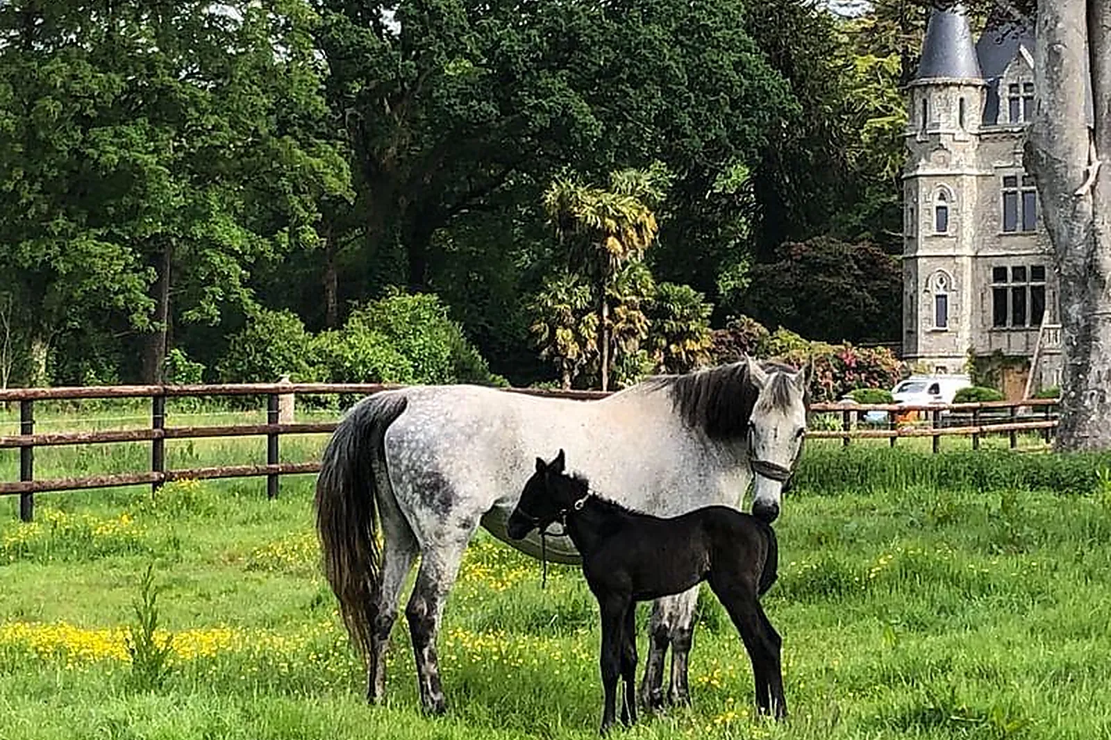 Lieux événementiels, LE CHÂTEAU DU NÉDO