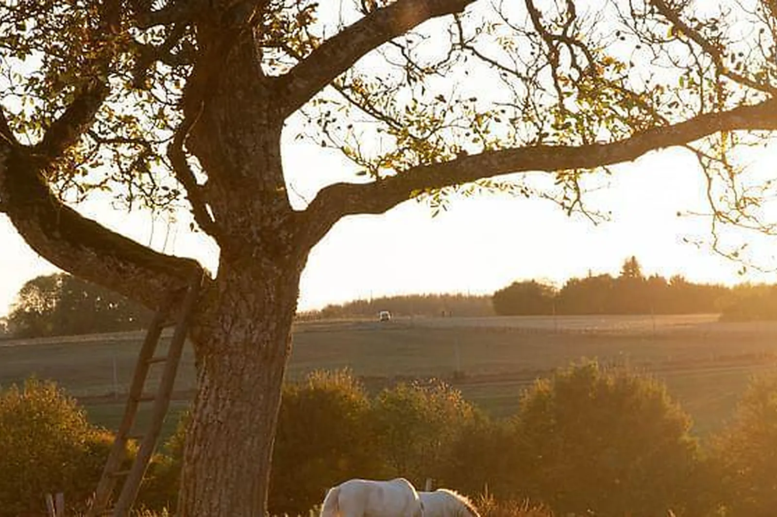 Lieux événementiels, LE DOMAINE DE LA REVARDIÈRE
