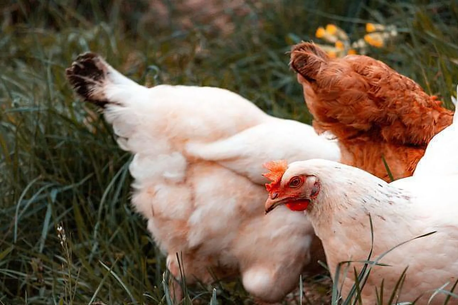 Lieux événementiels, LE HAMEAU DE LA MÛRE