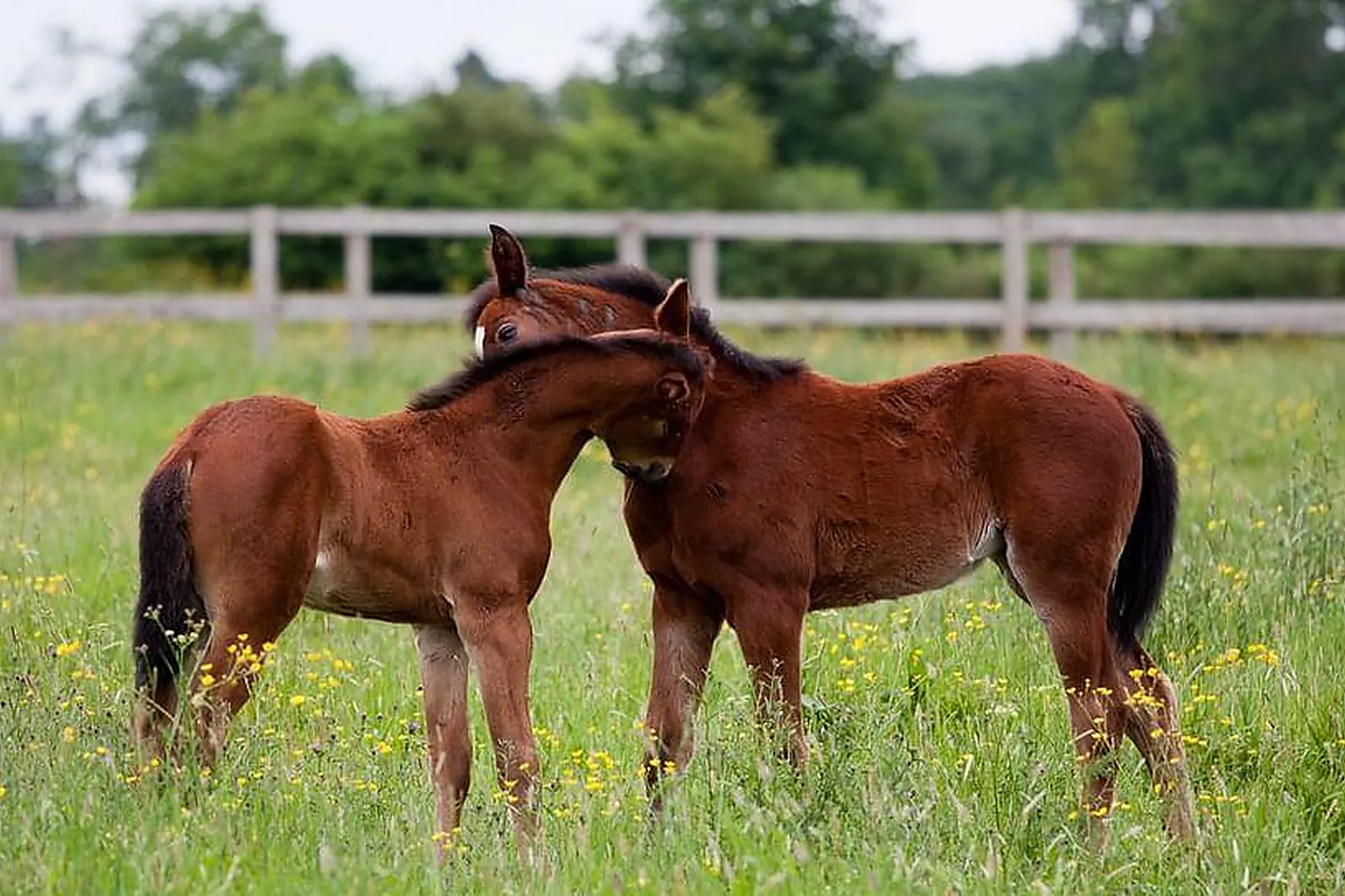 Lieux événementiels, LE HARAS DE LA POTARDIÈRE
