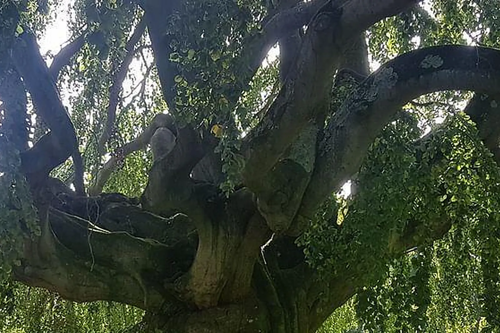Lieux événementiels, LE PETIT CHÂTEAU DE CONTEVILLE