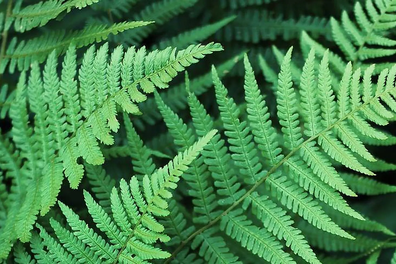 Lieux événementiels, L'ECOUBLAIS