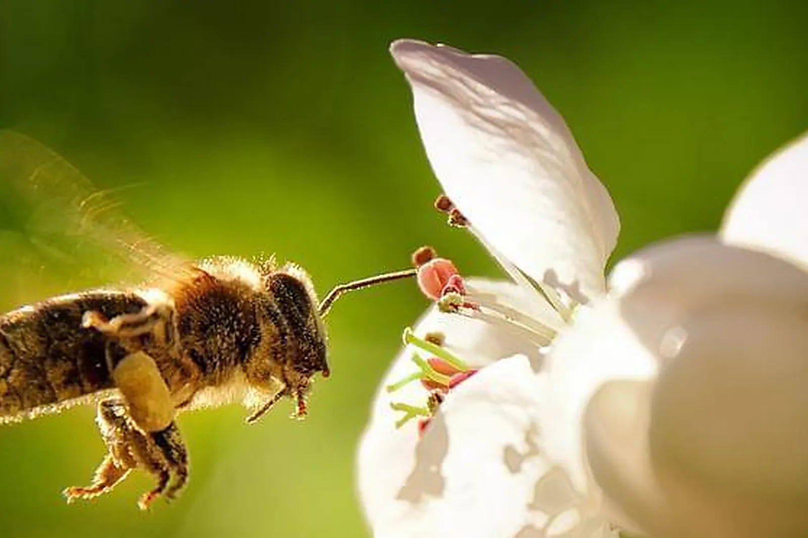 Lieux événementiels, LES CABANES D'HESTIA