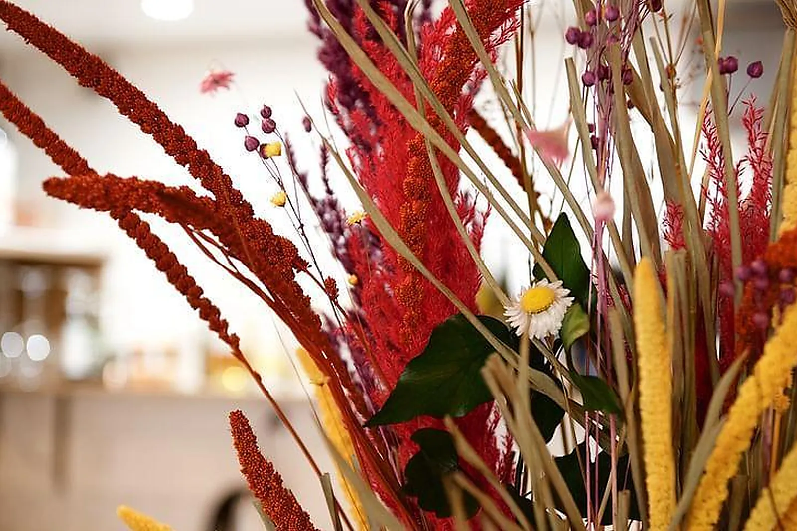 Lieux événementiels, LIPOPETTE