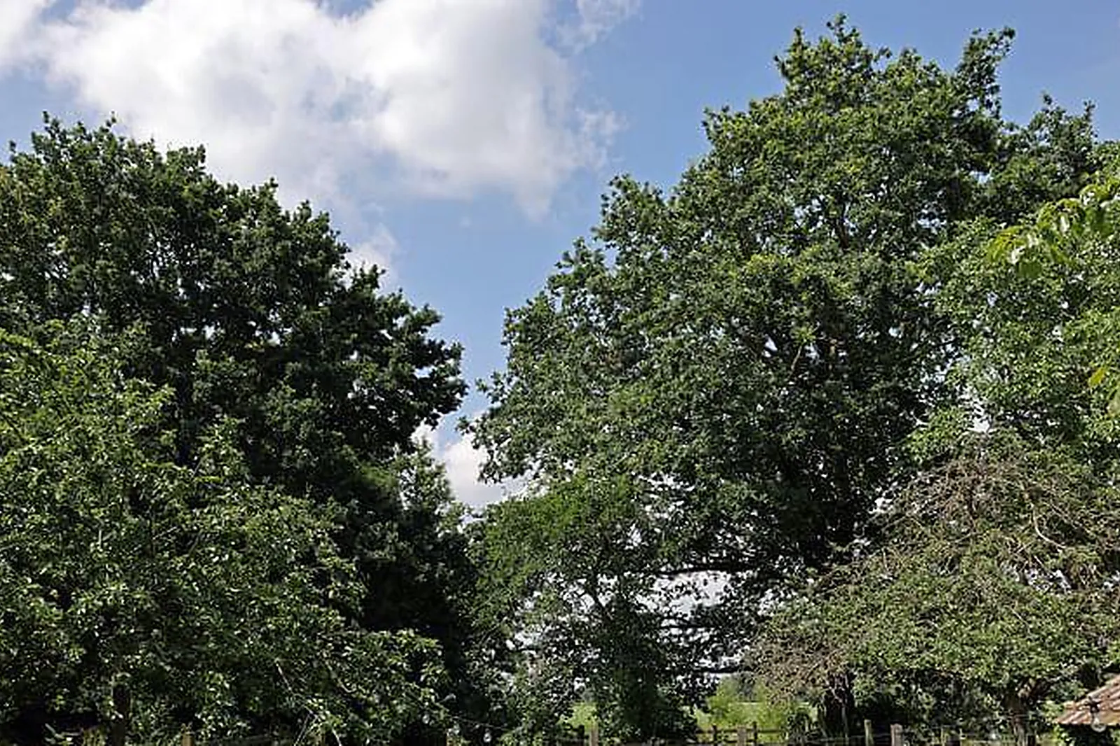 Lieux événementiels, LÉTABLI