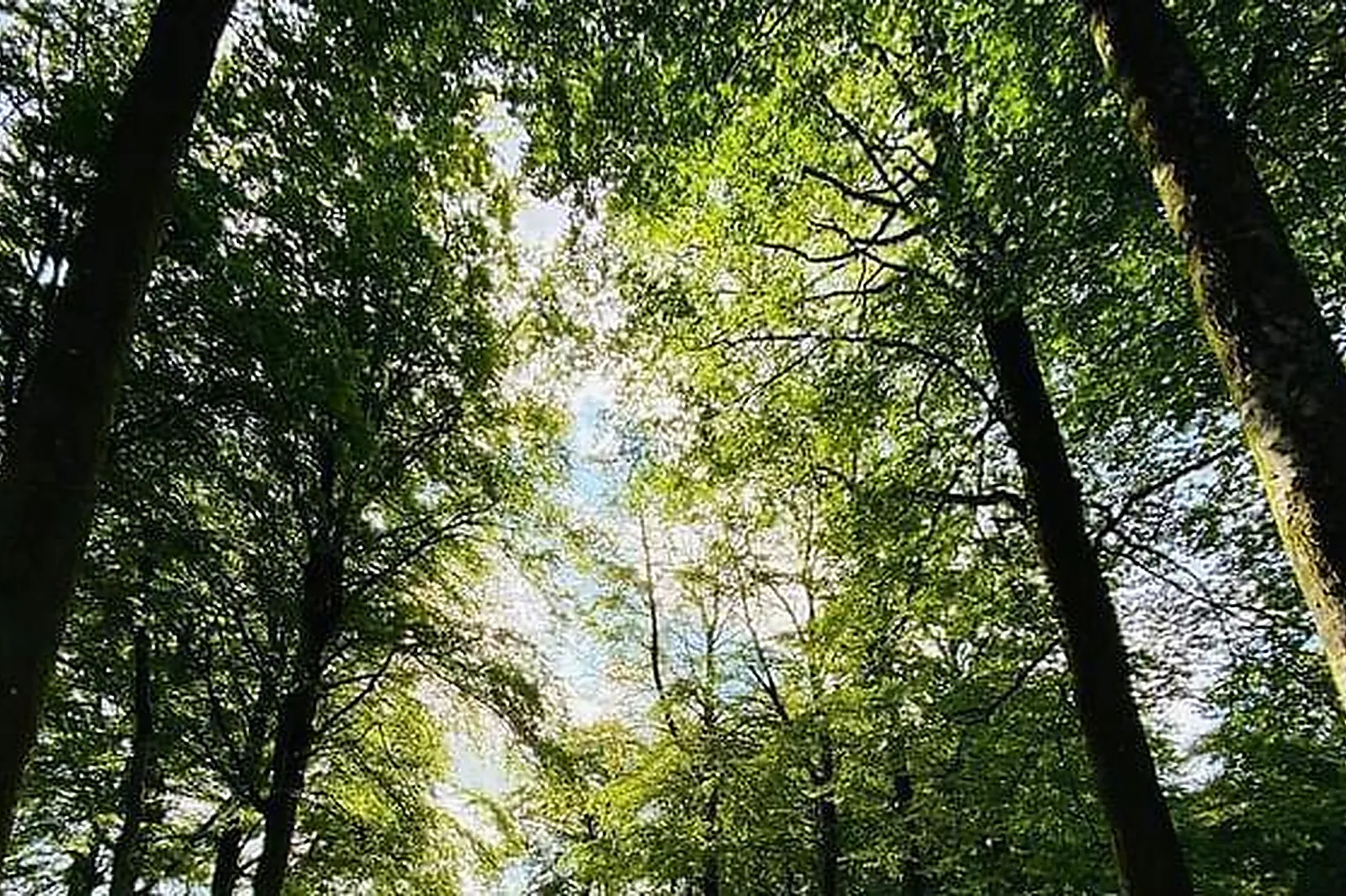 Lieux événementiels, L'ÉTAPE EN FORET