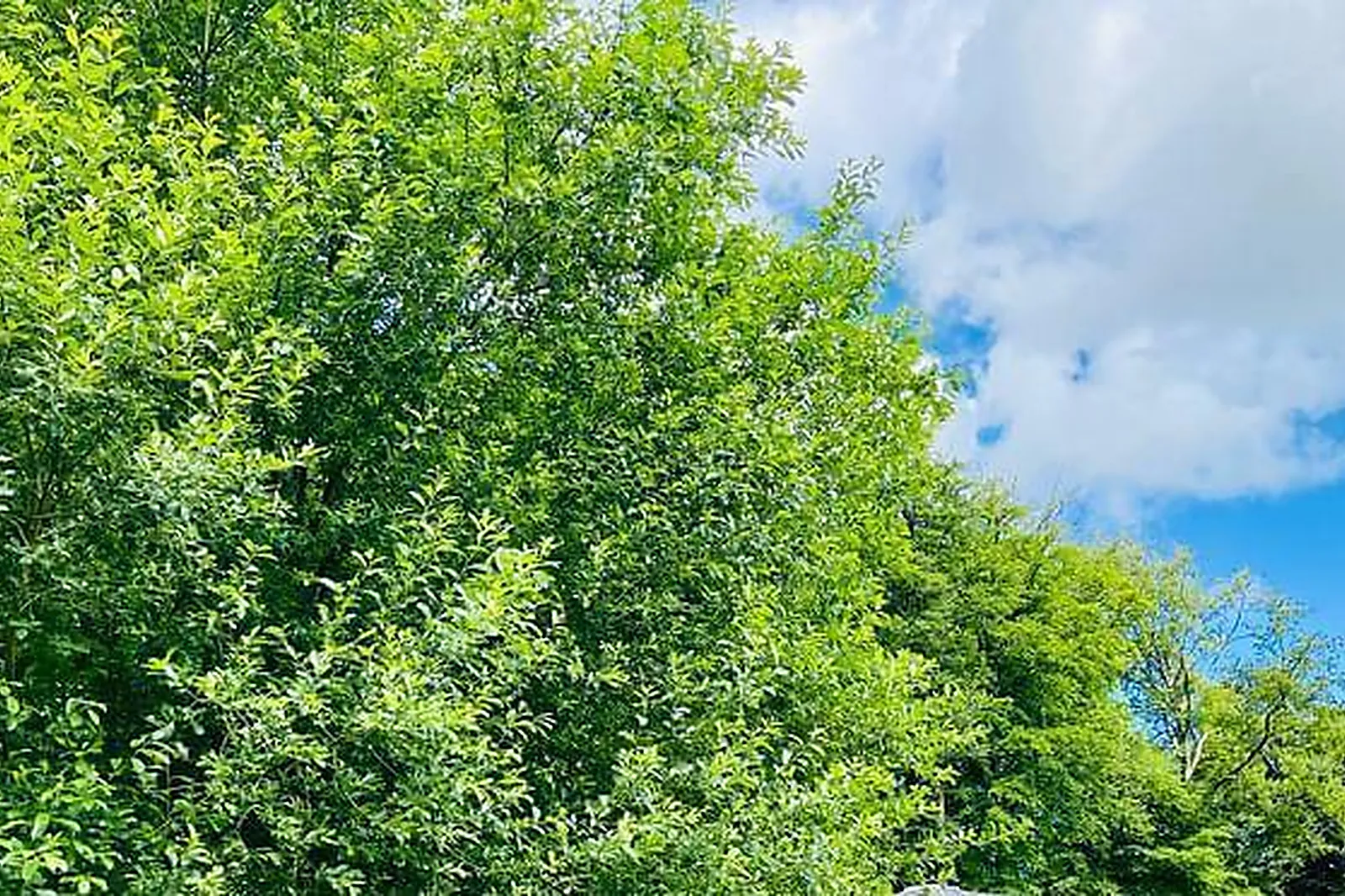 Lieux événementiels, L'ÉTAPE EN FORET