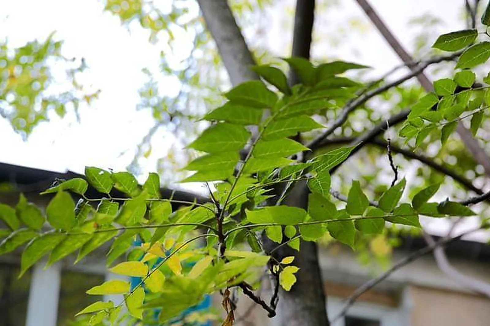 Lieux événementiels, MAISON BOSON DE BELLEVILLE - LOFT ÉCO-RESPONSABLE ET ENGAGÉ