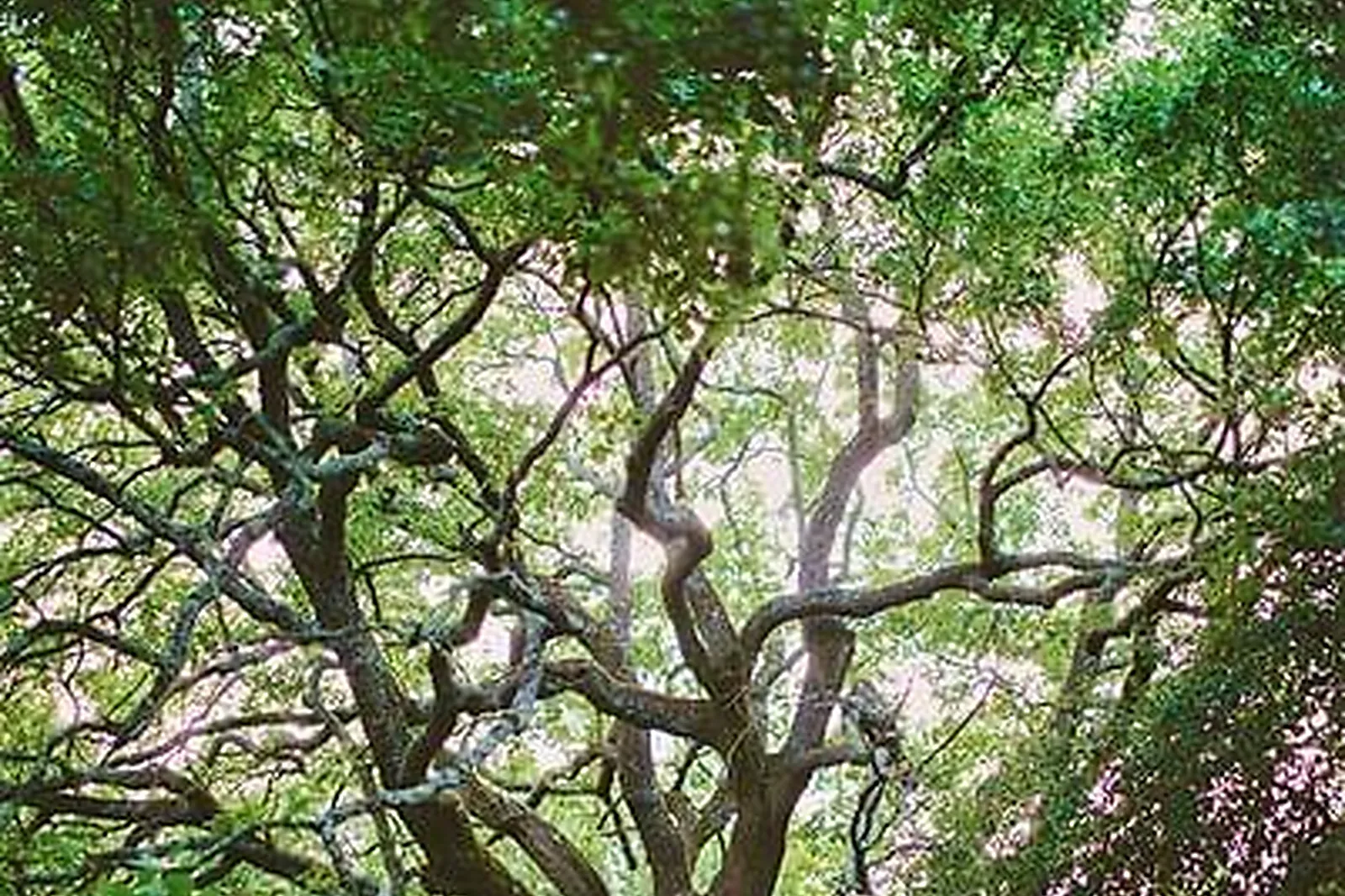 Lieux événementiels, MAS DE REY UZÈS