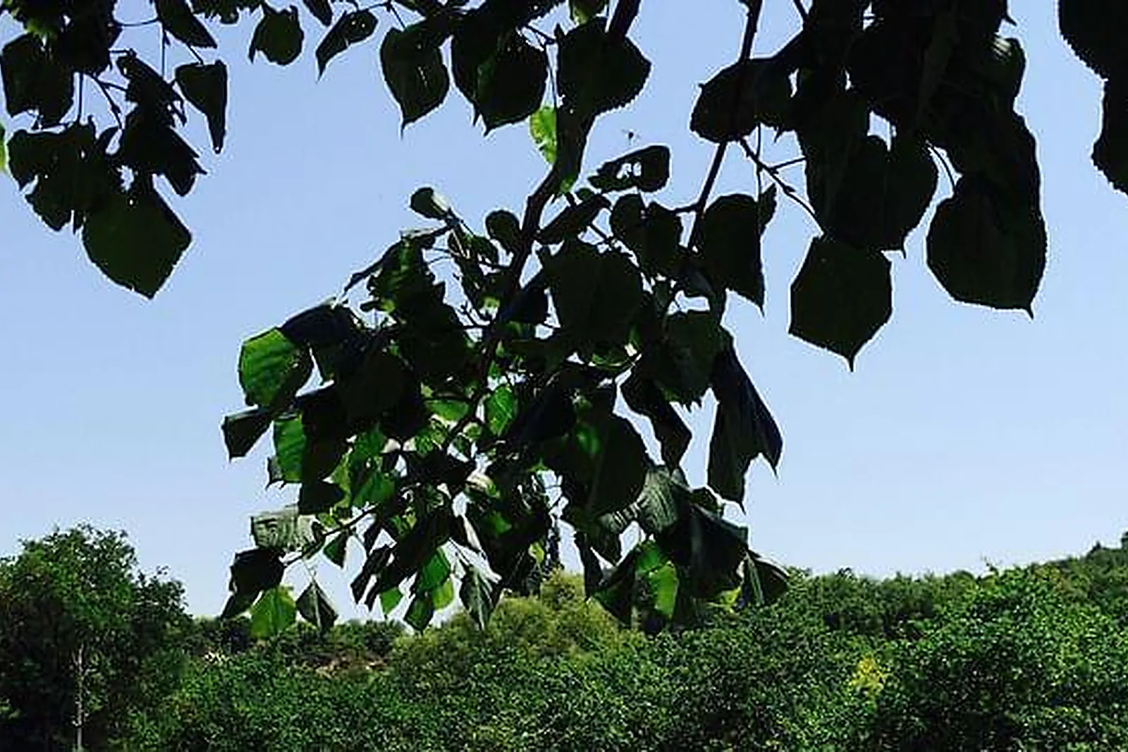 Lieux événementiels, MAS DE SAINT CHÉTIN