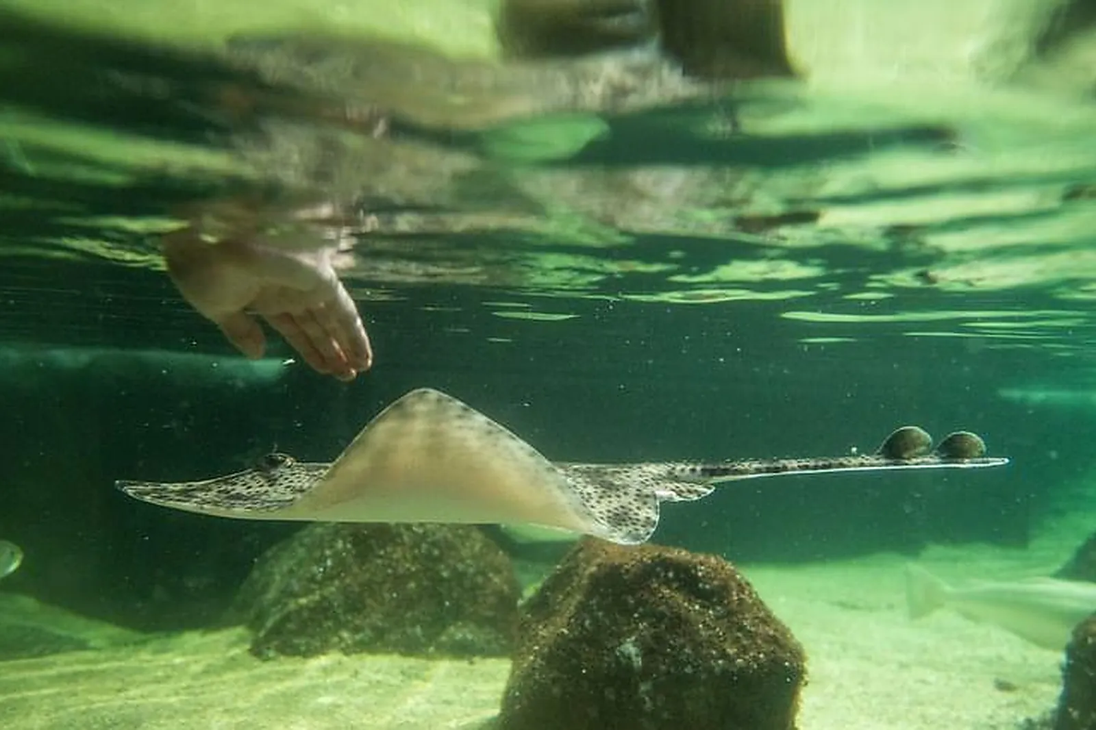 Lieux événementiels, NAUSICAA - CENTRE NATIONAL DE LA MER