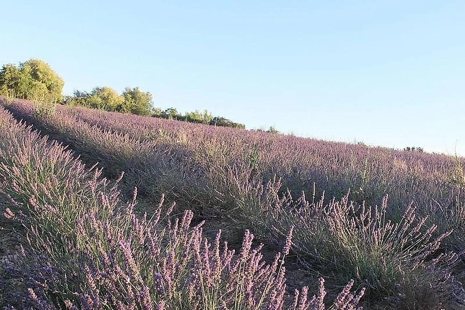 Lieux événementiels, TERRE UGO MAISON DE LAVANDE