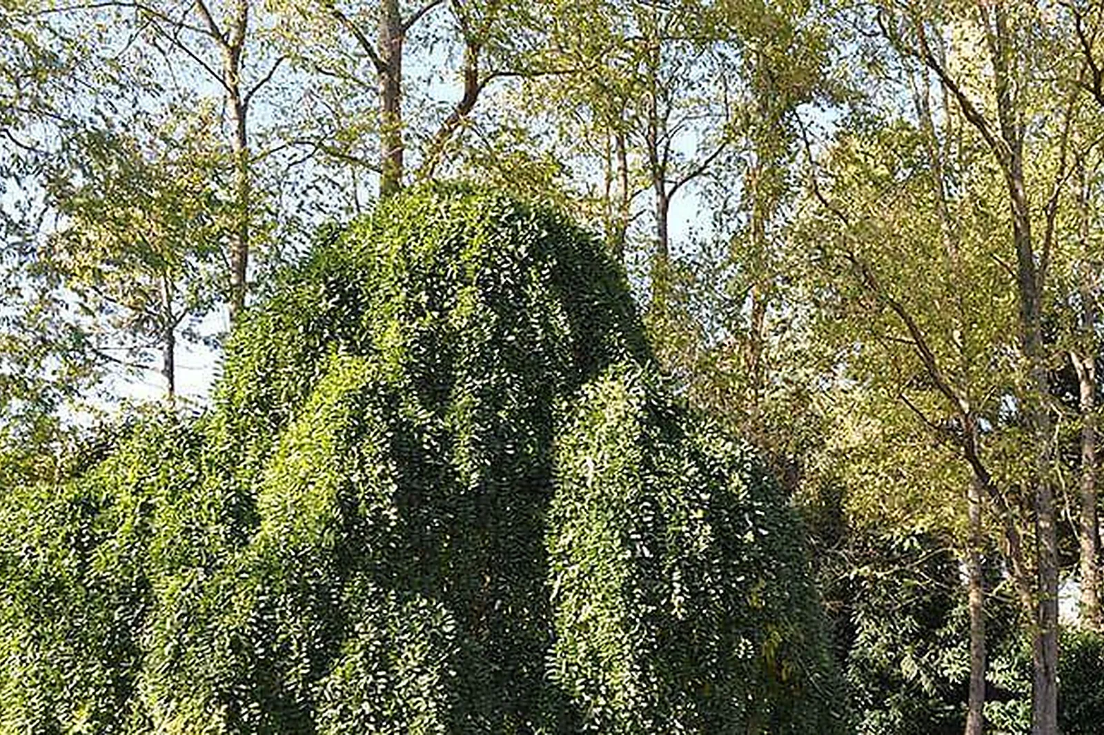 Lieux événementiels, TIPEE HQ