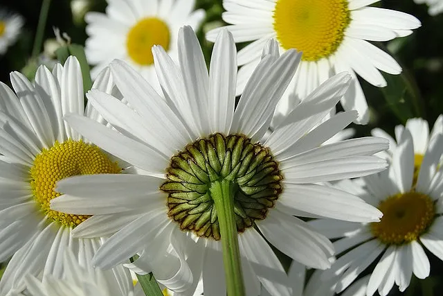 DJ & Groupes de musique, daisy 138578 640, DJ JOHAN2