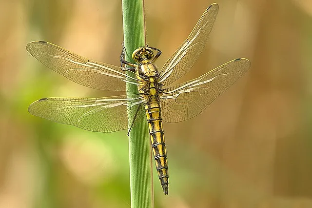 DJ & Groupes de musique, dragonfly 348433 640, DJ JOHAN2